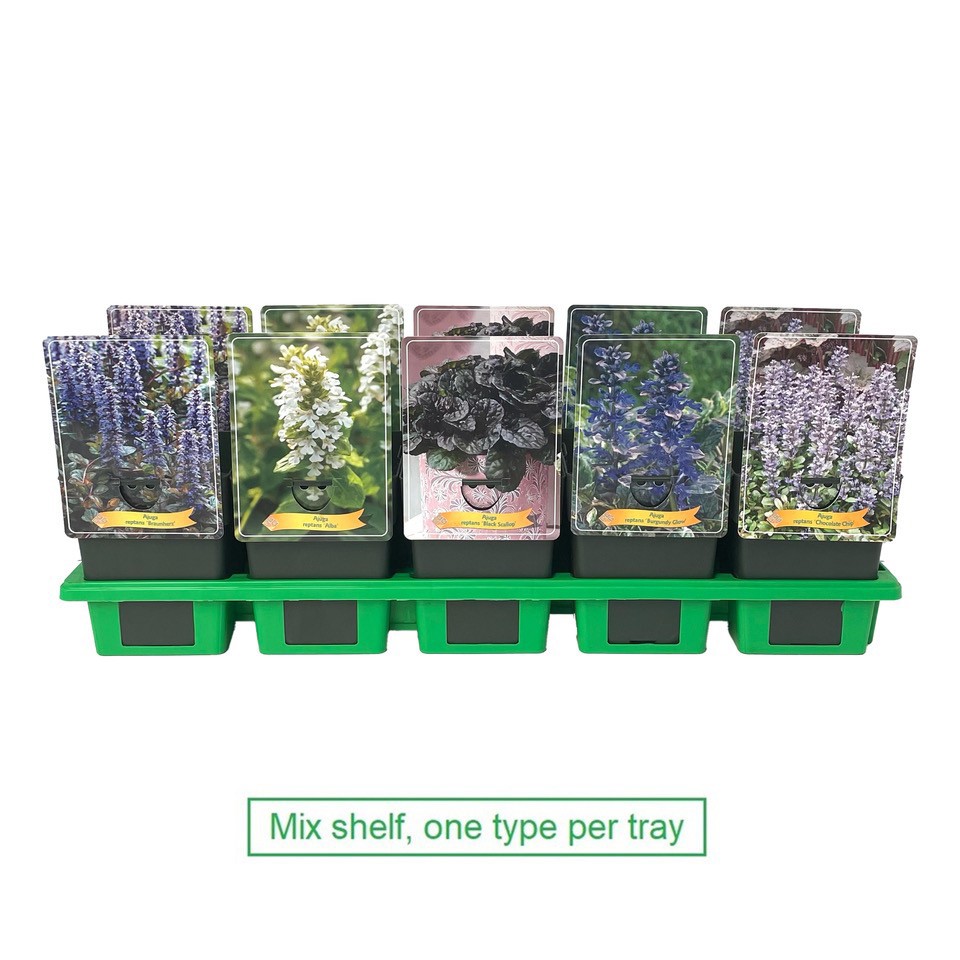 Ajuga mix laag P11, D 11