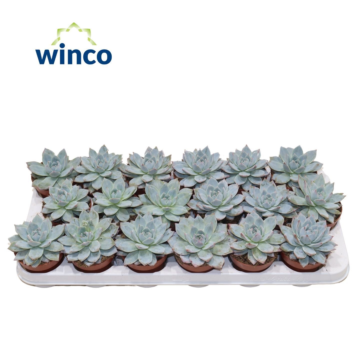 Echeveria Blue bird, D 8,5