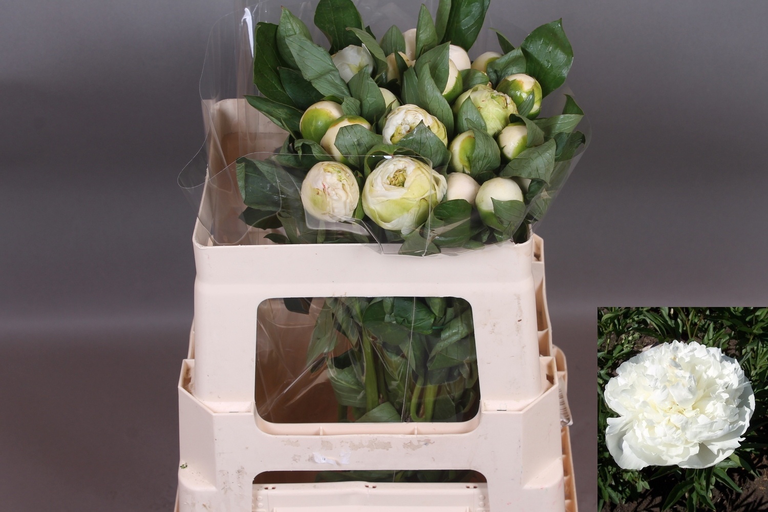 Пион Дюшес 50, шт.