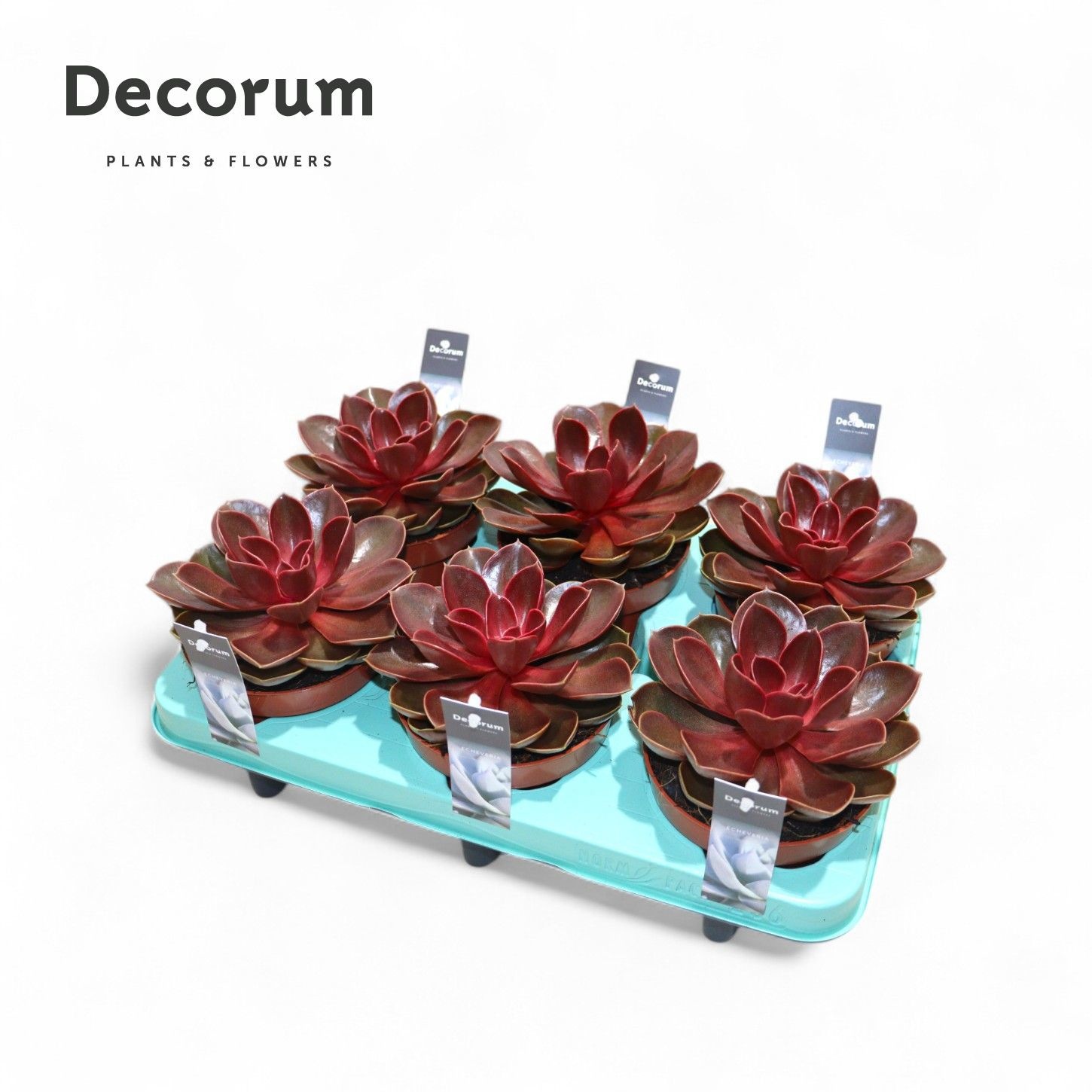 Echeveria Red Ruby (decorum), D 12
