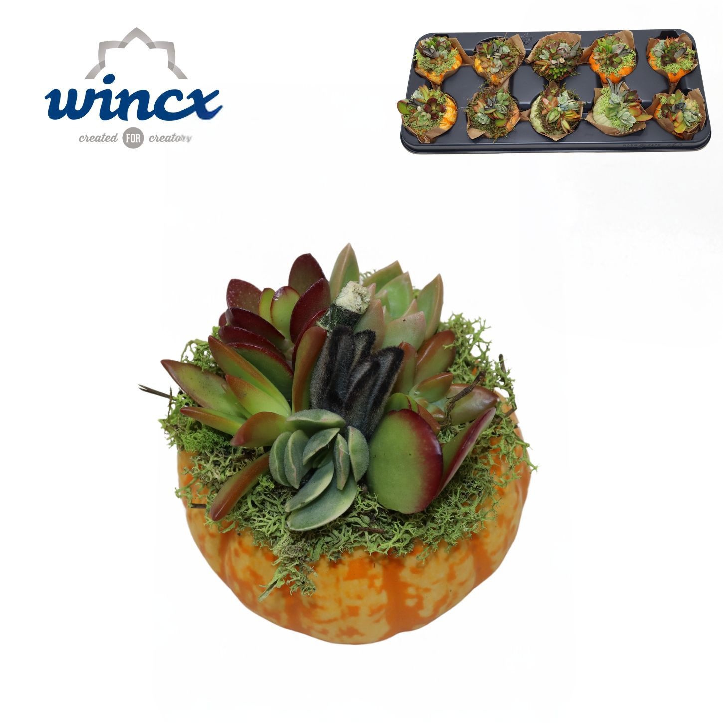 Concepts® - Succulent Pumpkin (S) Arrangement Mix, D 8 cm