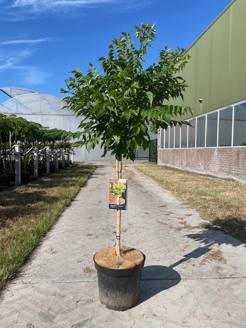 Campsis tagliabuana 'Indian Summer' -- stam 90 cm, D 32 cm