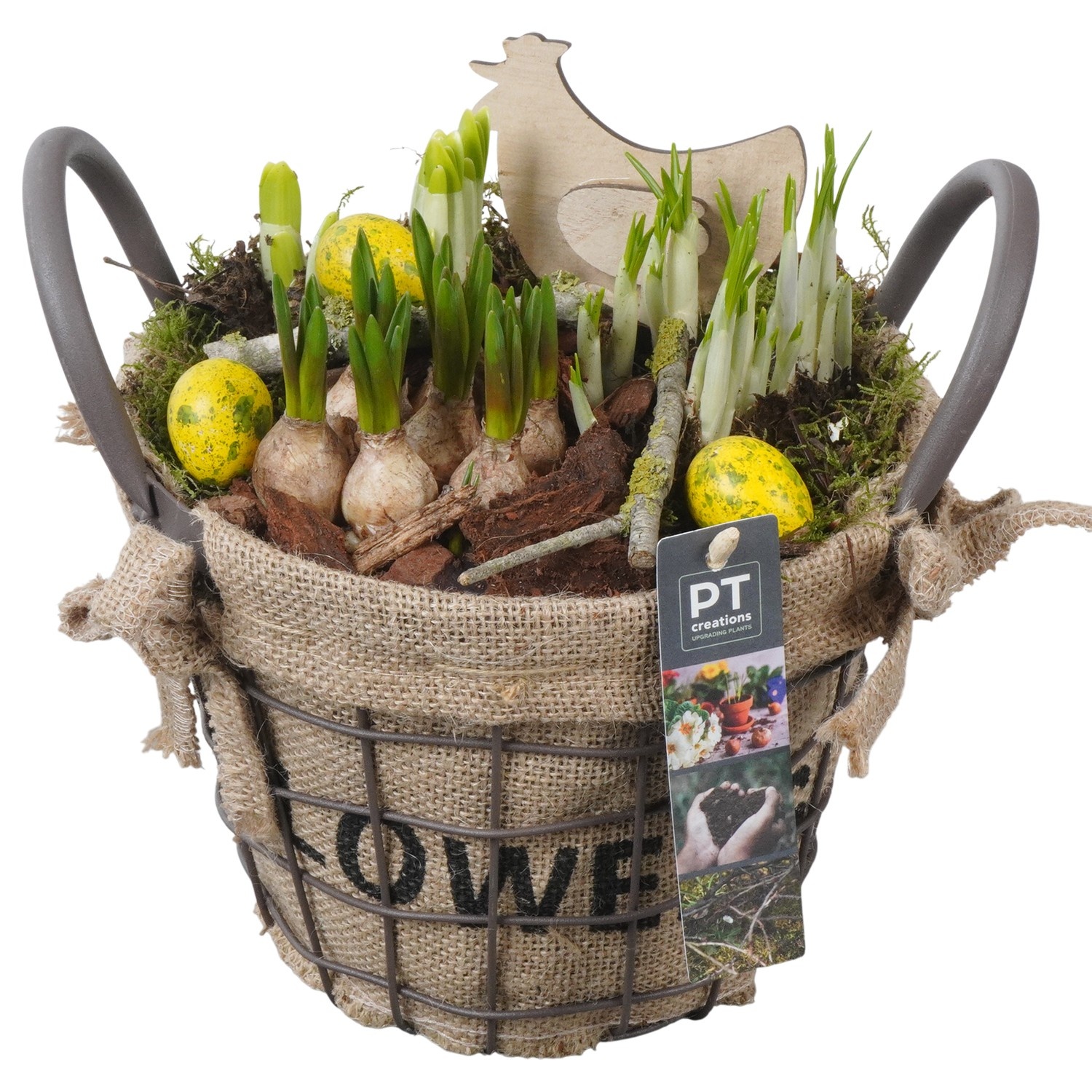 PTBMP5705 Arrangement Easter Bulbs Mix in gaasbak met metaal, D 19
