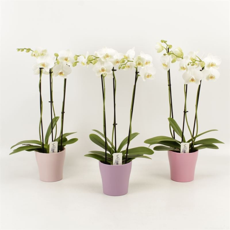 Phalaenopsis overig wit 3 tak wit in pastel Valentijn keramiek, D 12