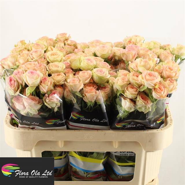 Роза куст. Азоре 70, шт.