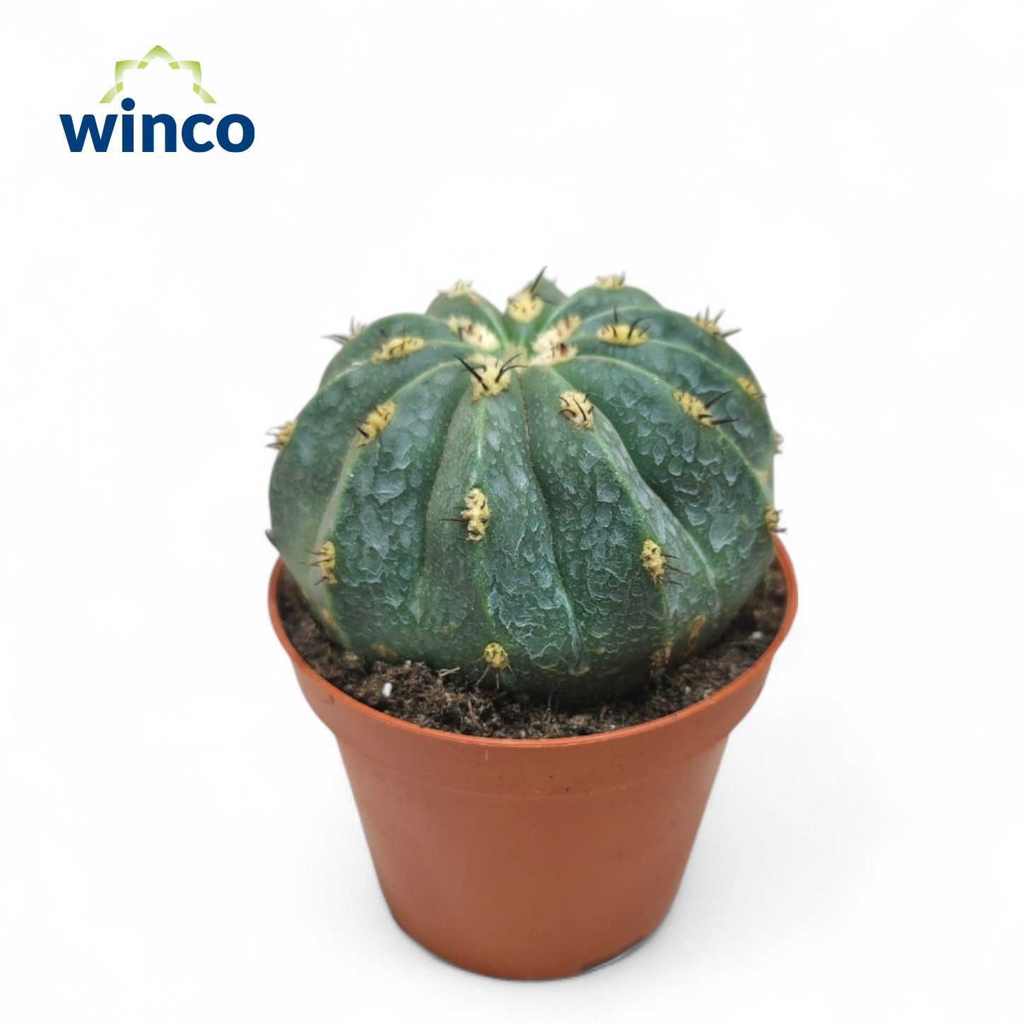 Melocactus Maxonii, D 8,5 cm