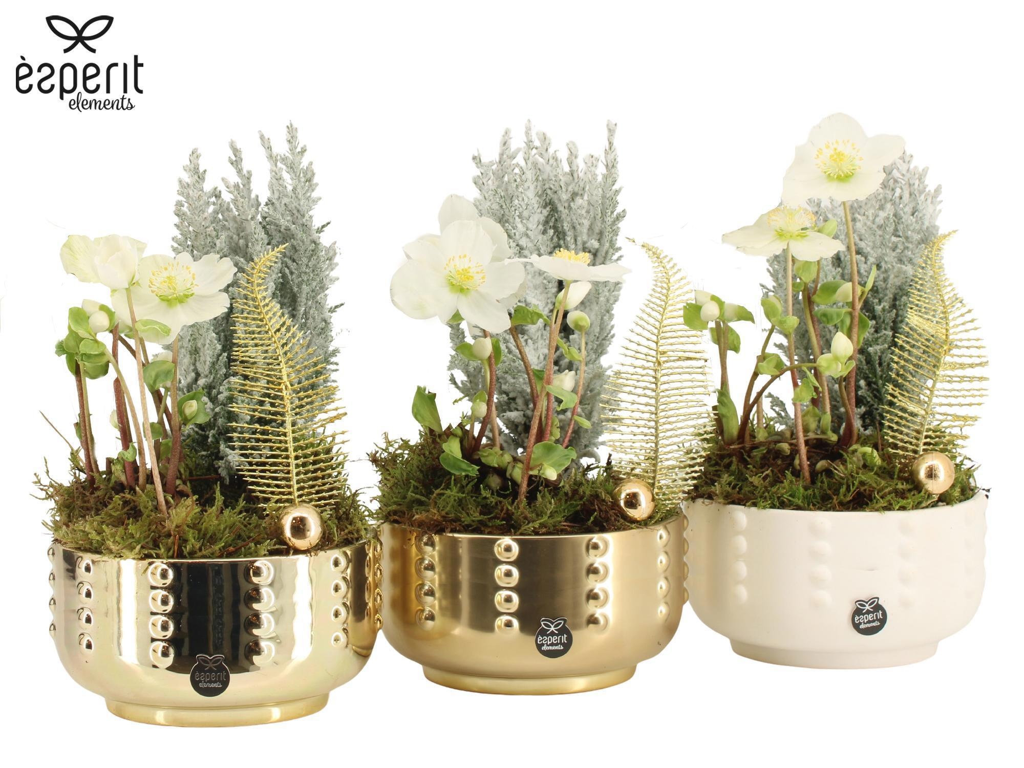 61883: X-mas arrangement, D 17