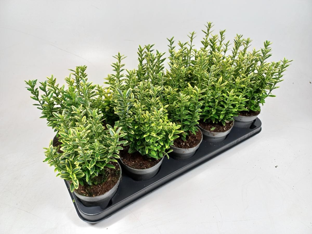 Euonymus jap. 'Microphyl. Aureovar', D 12