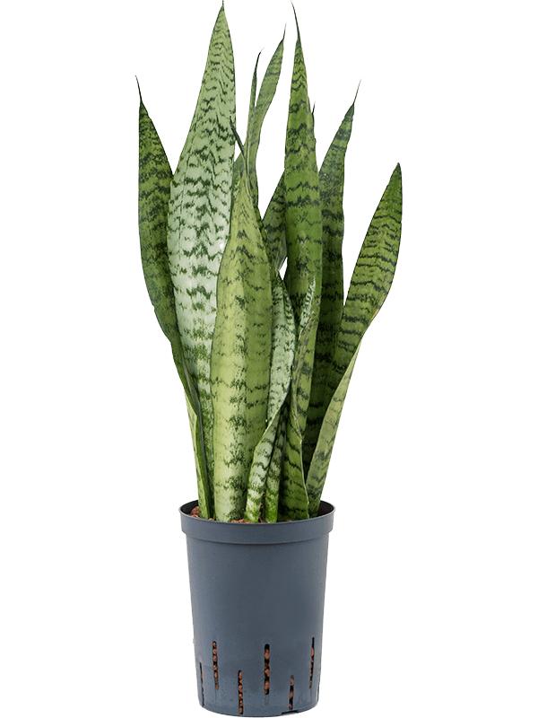 Sansevieria zeylanica, D 15 cm