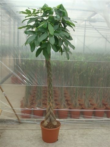 Pachira Aquatica 35 cm, D 35