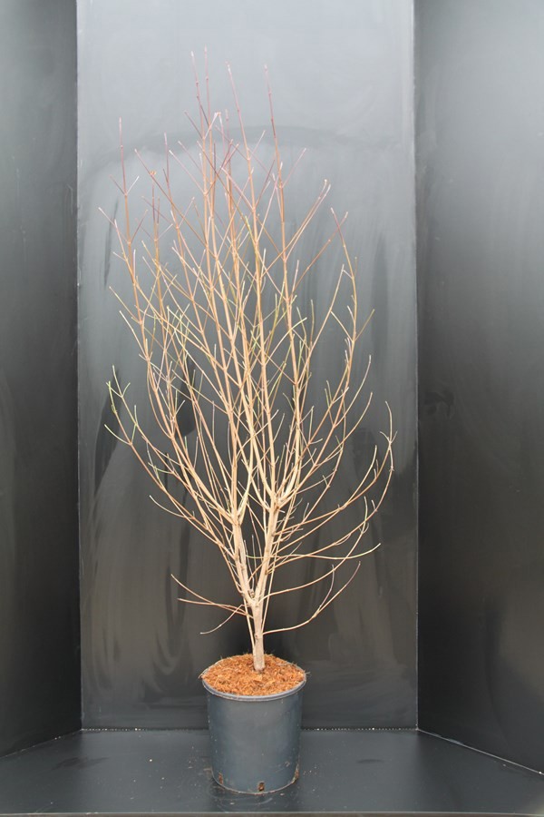 Cornus kousa chinensis, D 32