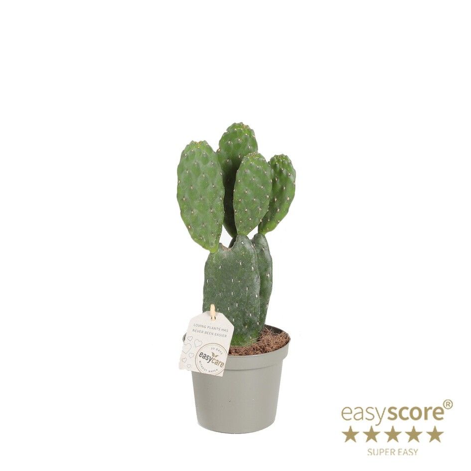 OPUNTIA RUBESCENS, D 9