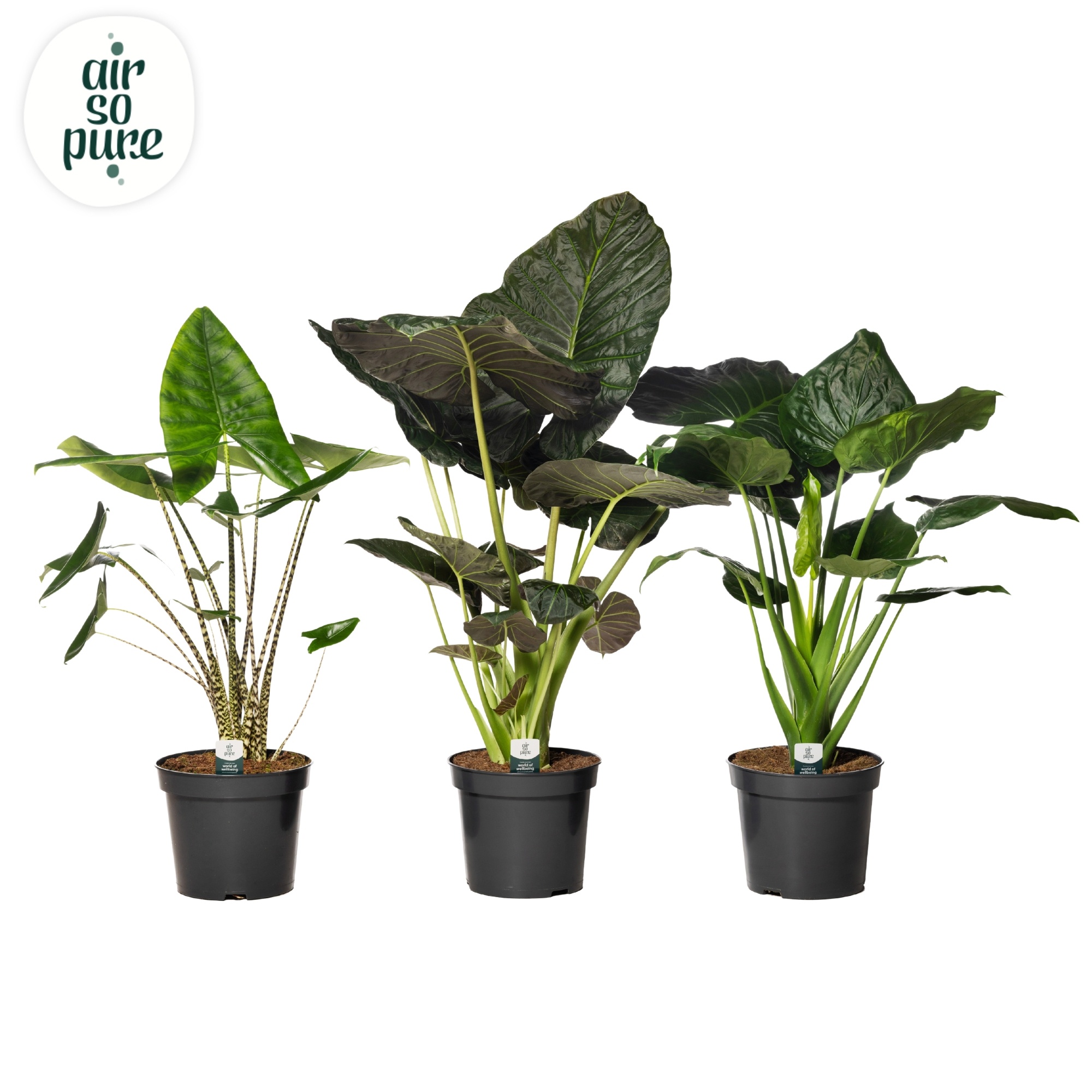 Alocasia Gemengd p35 (Air so Pure), D 35