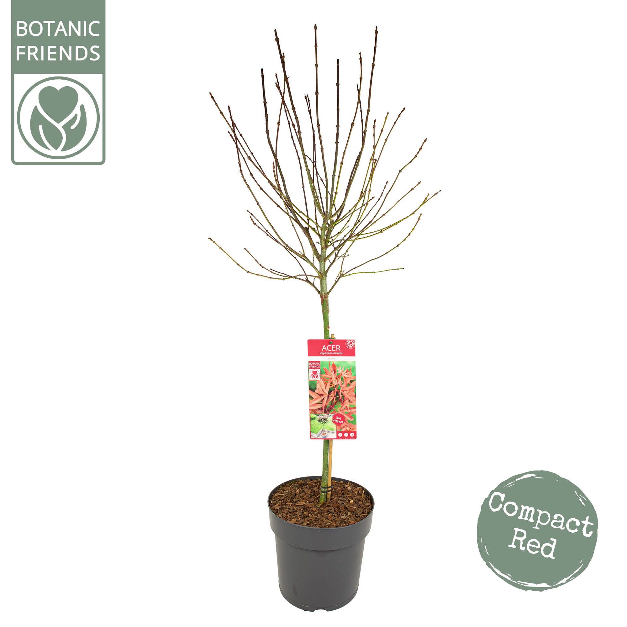 Acer palm. 'Shaina', D 29