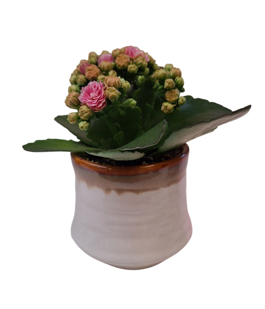 KP-889.1 - Kalanchoe Rosalina 6cm in keramiek Zanzibar, D 6