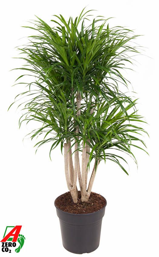 Dracaena Anita variegata vertakt P27, D 27