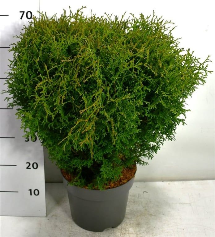 Thuja occ. 'Tiny Tim', D 26 cm Thuja occ. 'Tiny Tim', D 26 cm