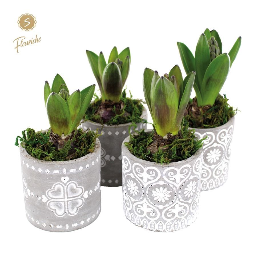 (1915) Hyacint Verona [M] 1PP Mos, D 9 cm