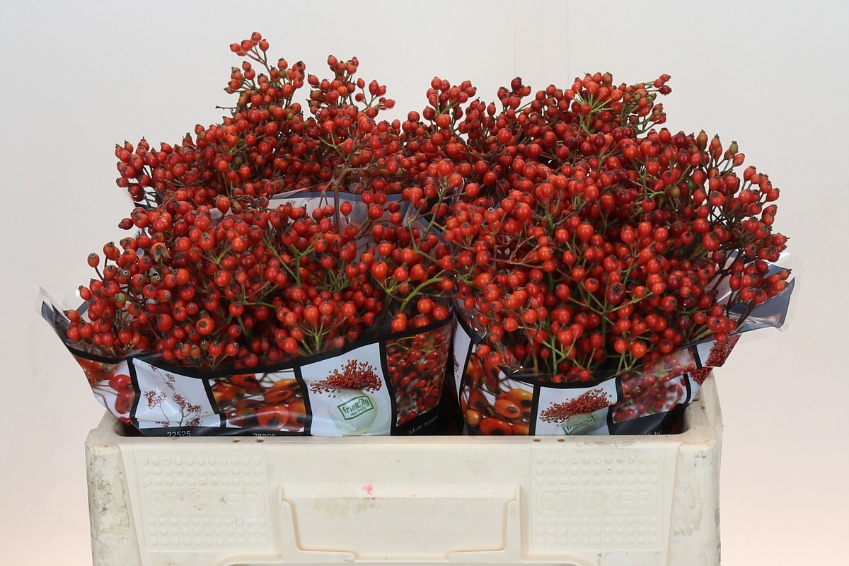 Рузботель Отем Роузфрутс 50, шт.