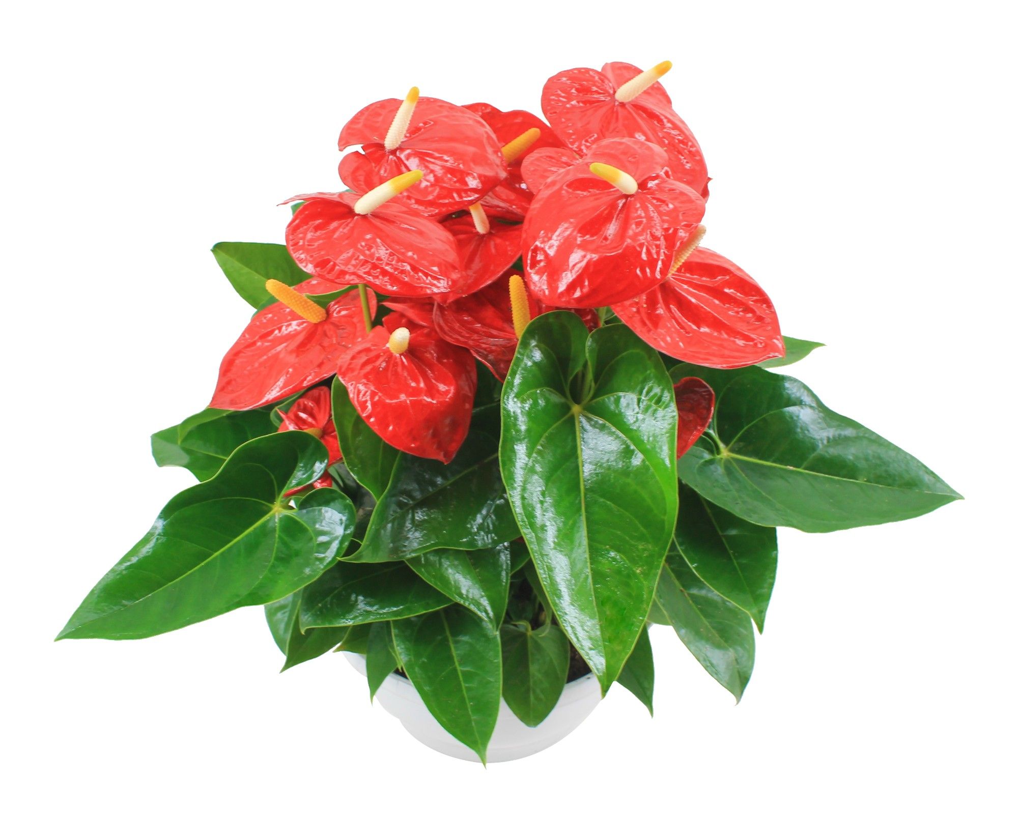 Anthurium XL.10 Mauii Red 30cm schaal, D 30