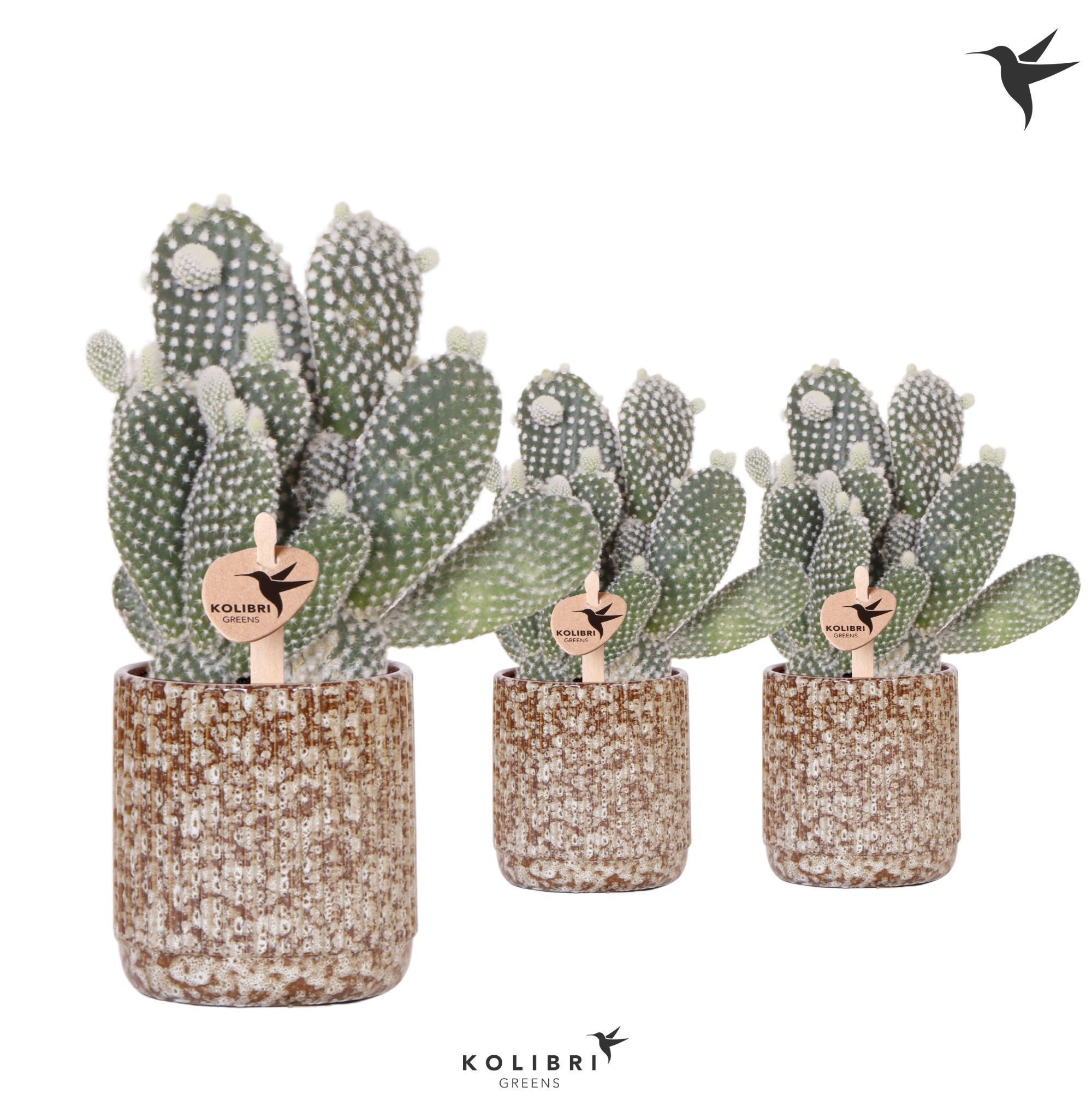 Kolibri Greens Opuntia white in Jaguar pot, D 9 cm