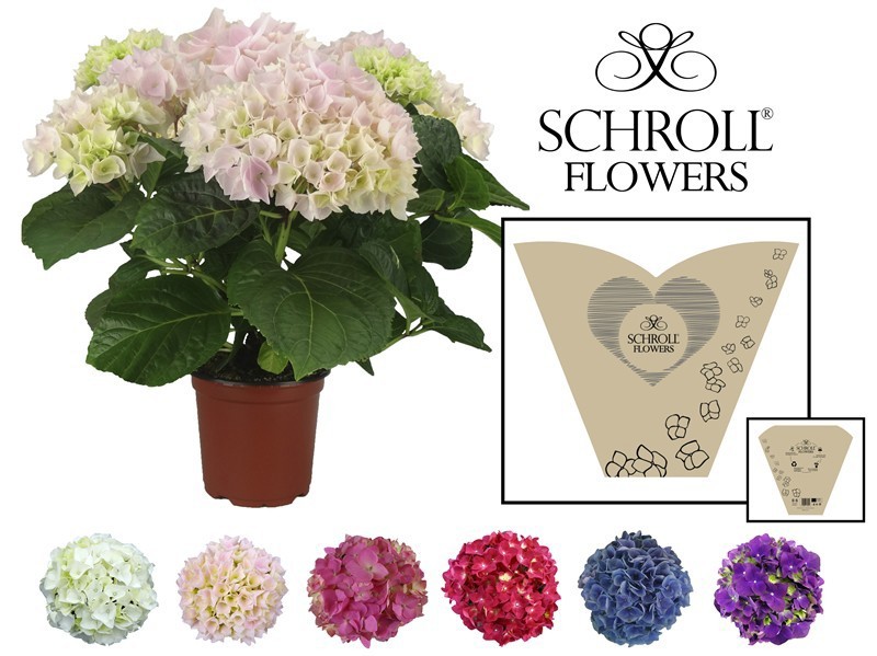 HYDRANGEA MACROPHYLLA, D 13