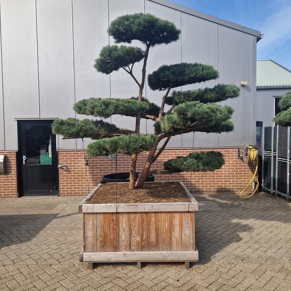Pinus sylvestris 'Watereri' Nr.2, D 135 cm