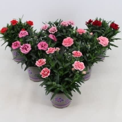 Dianthus 'Oscar' mixkar 10.5cm, D 11