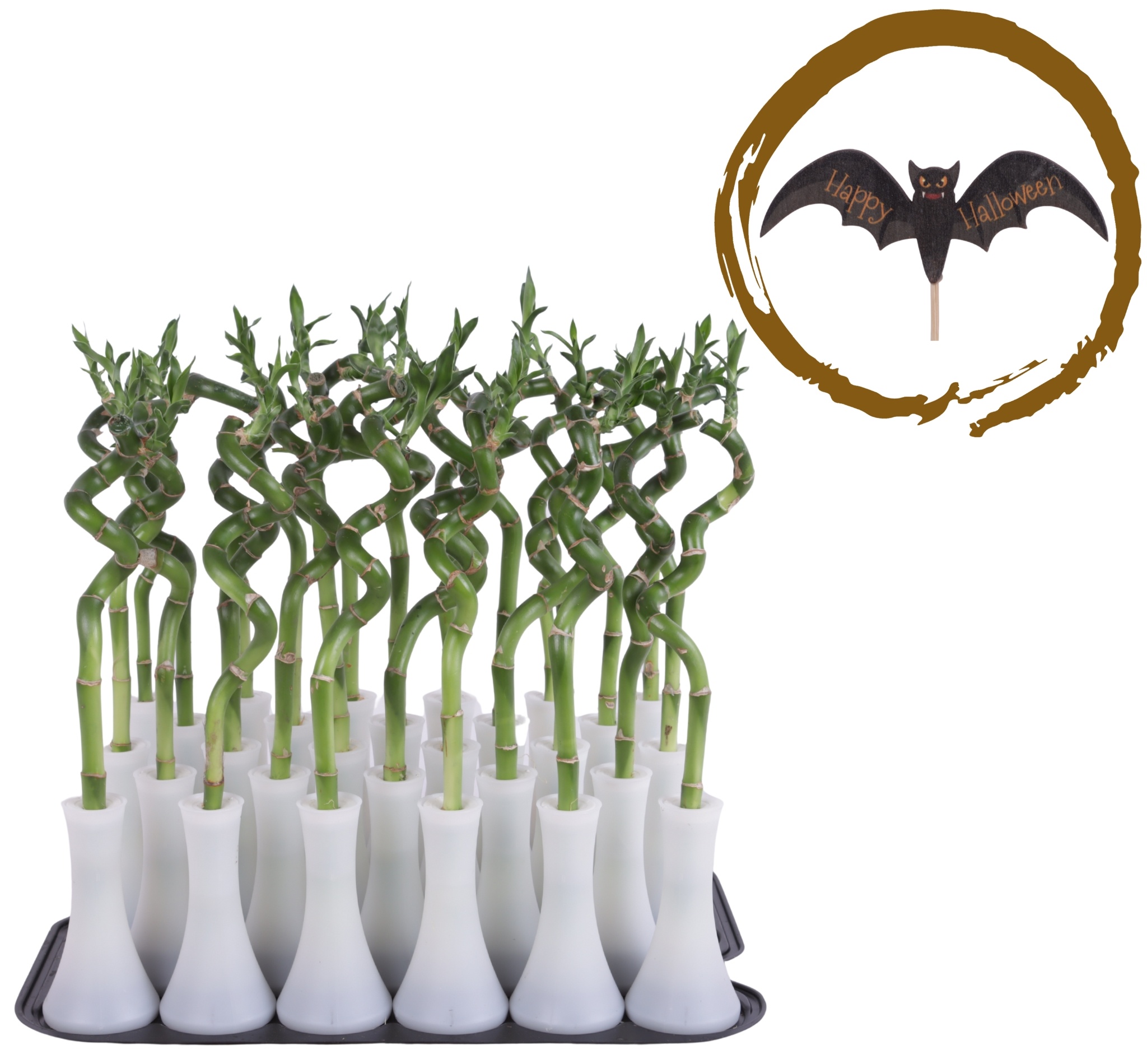Lucky Bamboo Stem Spiral 30cm in Tube Vase White, D 6 cm