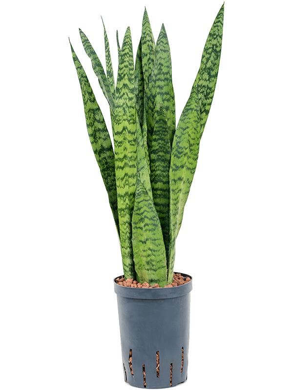 Sansevieria zeylanica, D 15 cm