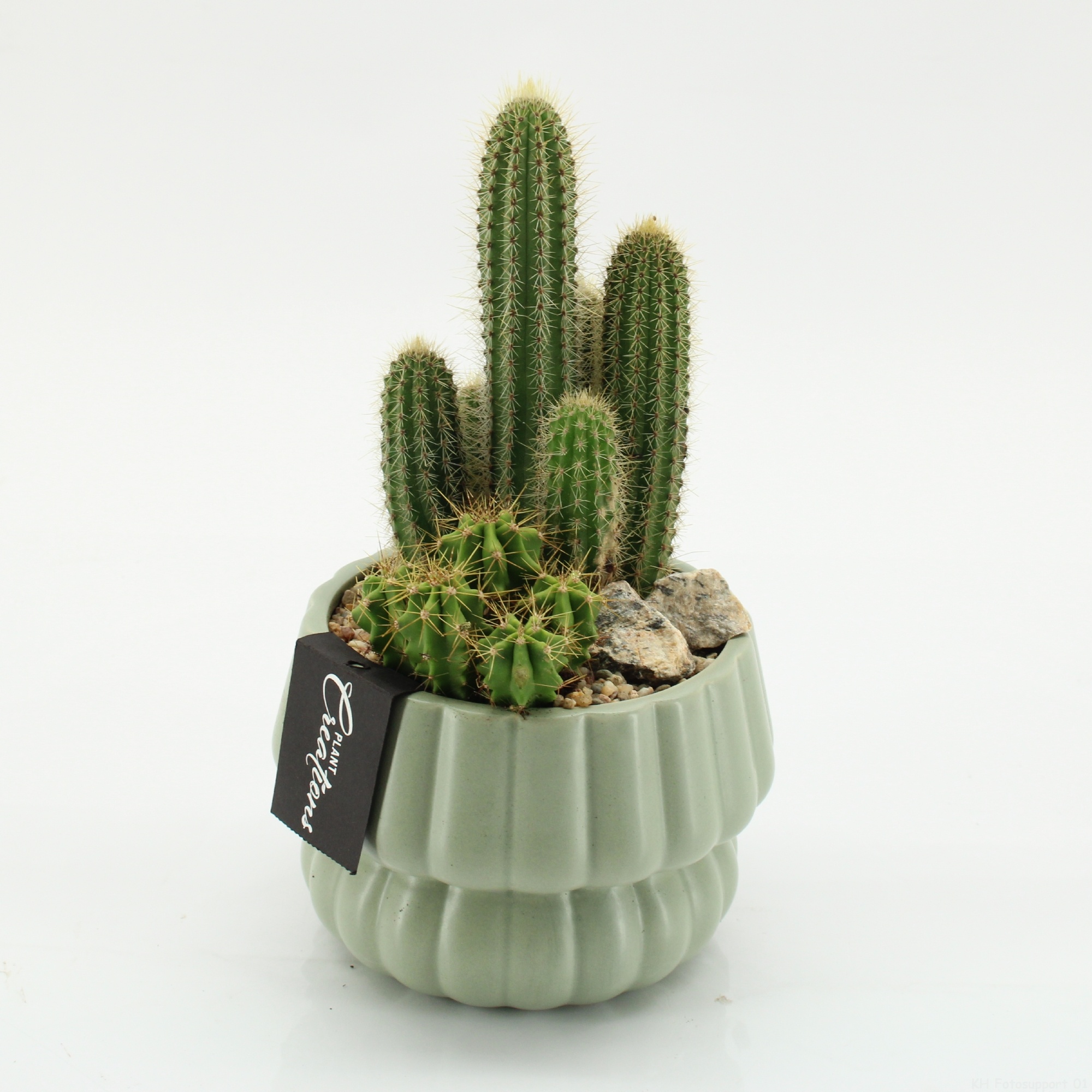 CTCR-2620 Cactus Essentials, D 14