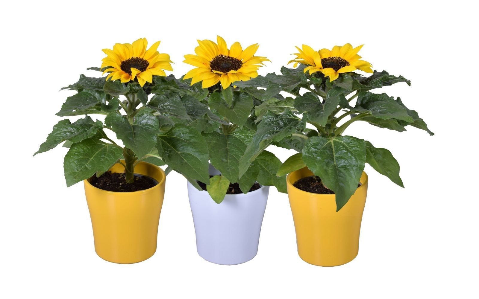 Helianthus 'Sunsation' in geel/2tone/wit Bombé keramiek, D 14