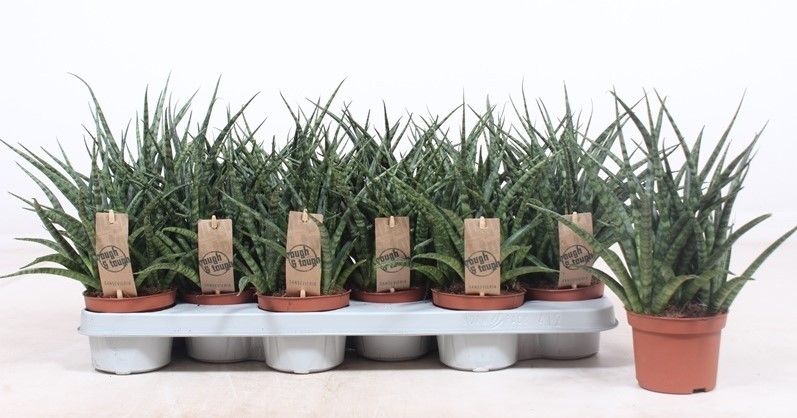 Sansevieria Fernwood Punk, D 10,5 cm Sansevieria Fernwood Punk, D 10,5 cm