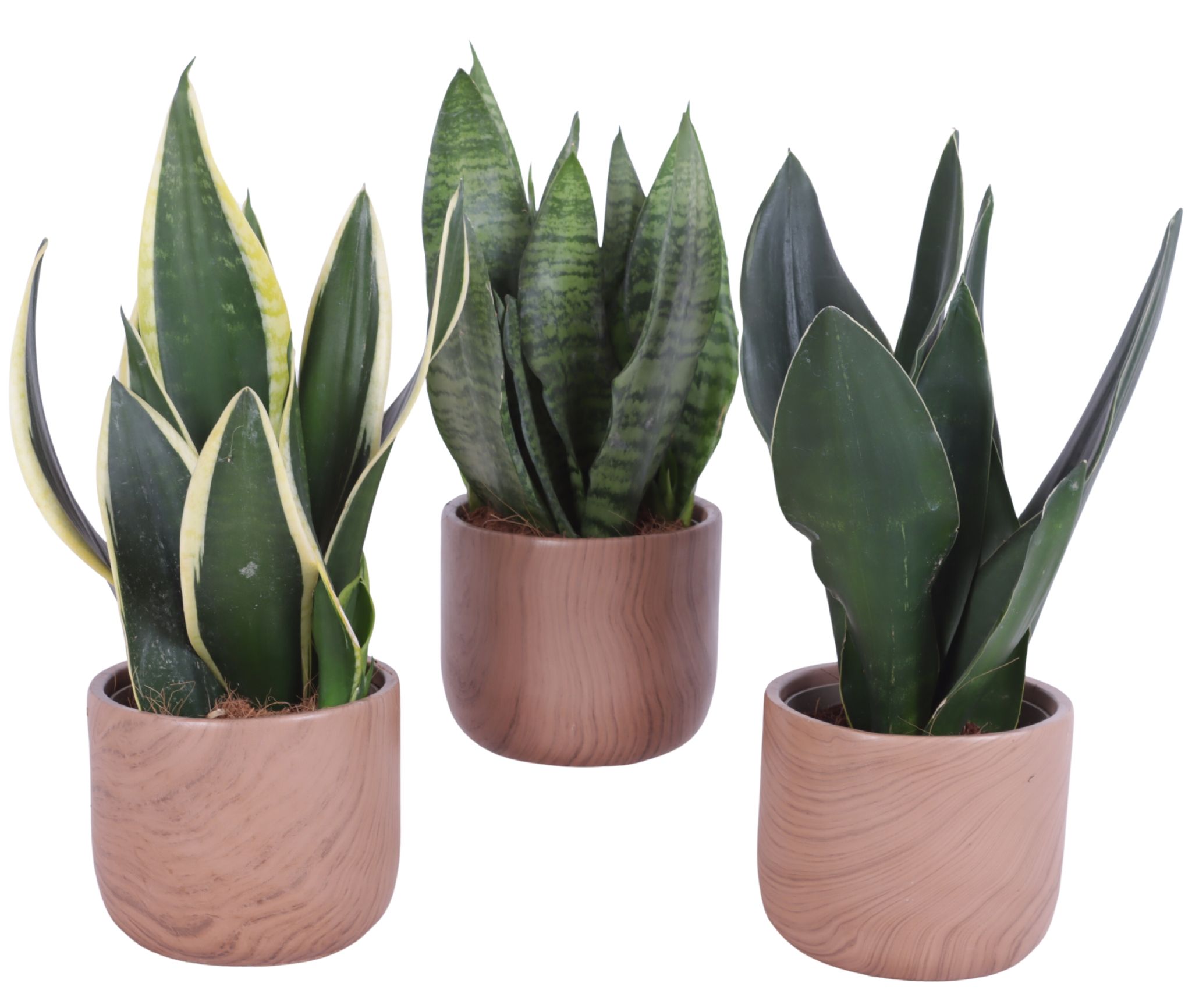Sansevieria mix Ø12cm in Ø14cm Ceramic NT565, D 14