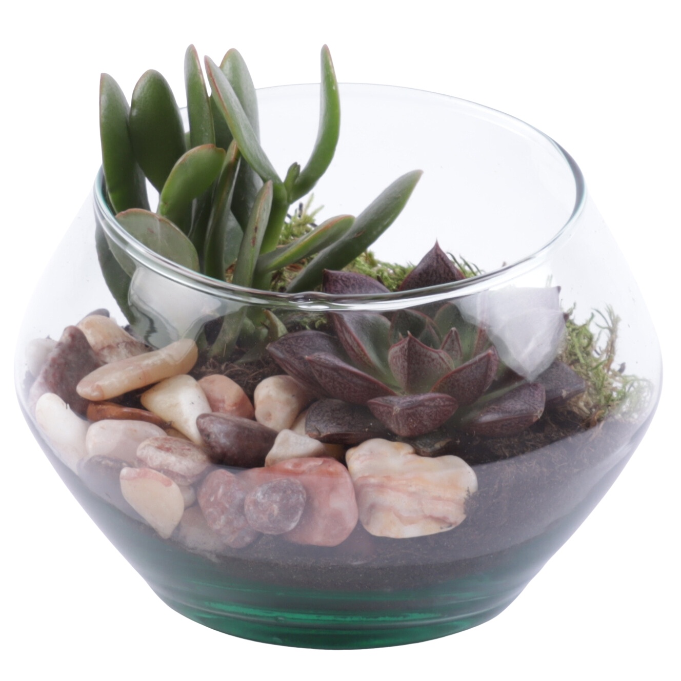 Yearround Arr. Succulent Glass Oblique UFO Vase Ø15cm 2PP, D 15