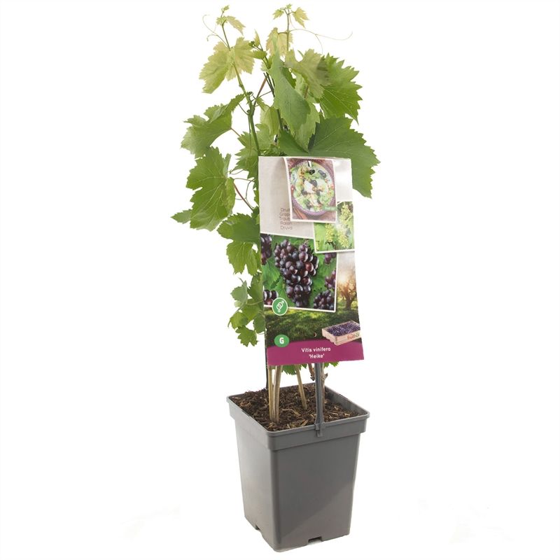 Vitis vin. Heike - draagbeugel Pitloze rood/paarse druif, D 18