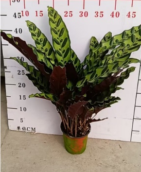 110 Зебрина Калатея (кат'с Ейе) 11 45