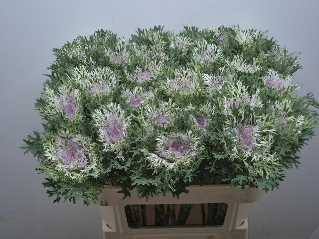 Брассика Крэйн Кинг 75, шт.