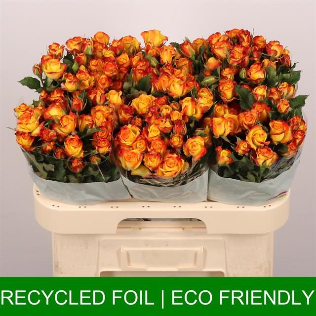 Роза куст. Айлайнер 60, шт.