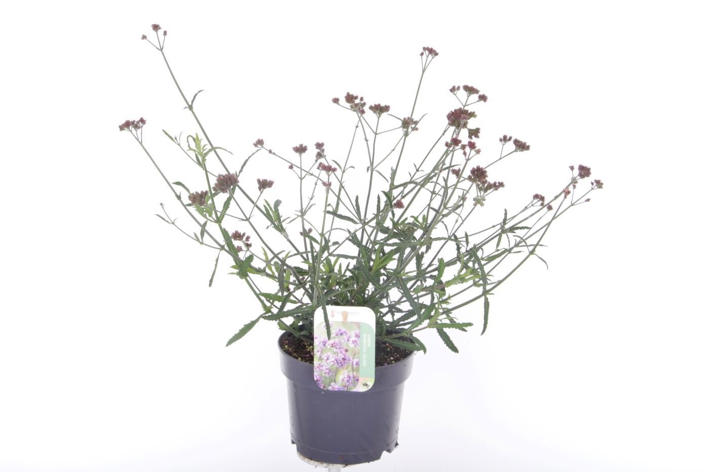 Verbena Lollipop, D 17
