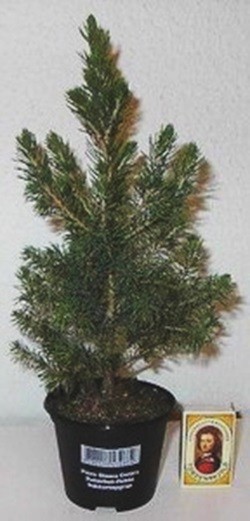 PICEA GLAUCA 'CONICA', D 9 cm