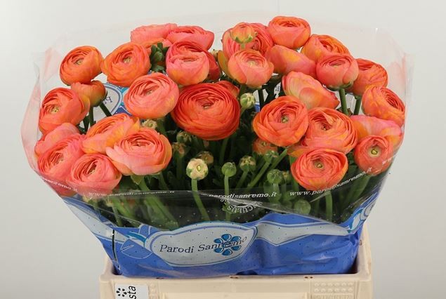 Ранункулус Саксесс Гранд Пастель 40, шт.