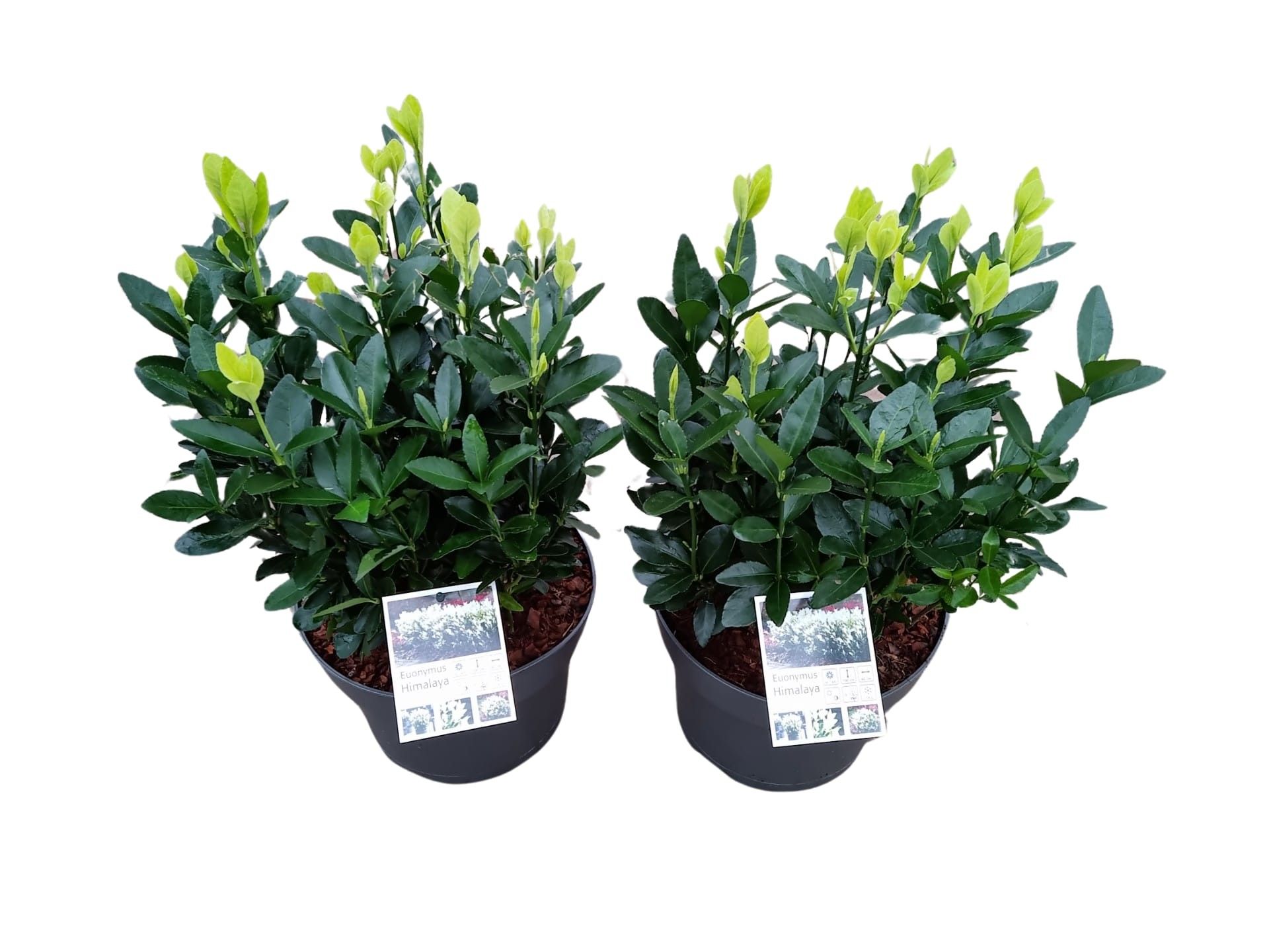 Euonymus jap. Himalaya p23, D 23 cm