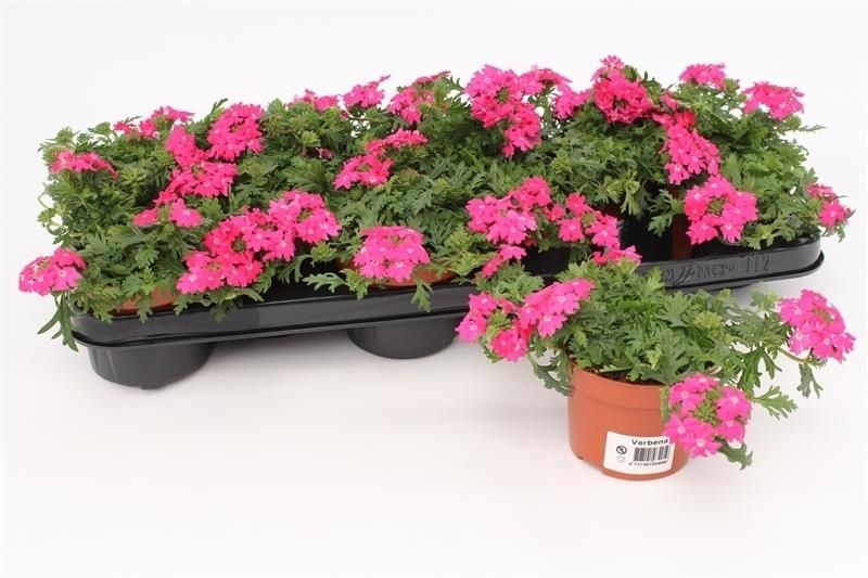 Verbena Pink, D 10,5