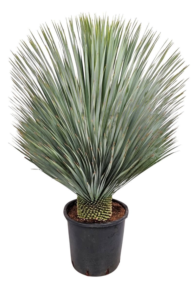 Yucca Rostrata, D 33