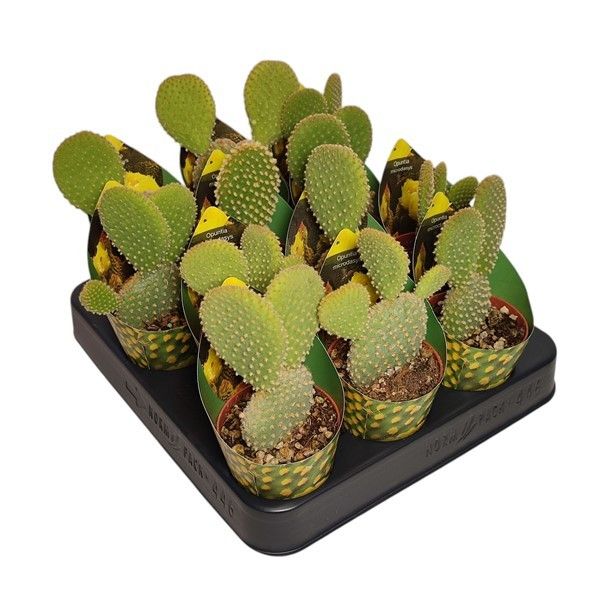OPUNTIA MICRODASYS - POT Ø 6,5 WITH POTCOVER (CACTUS), D 6,5