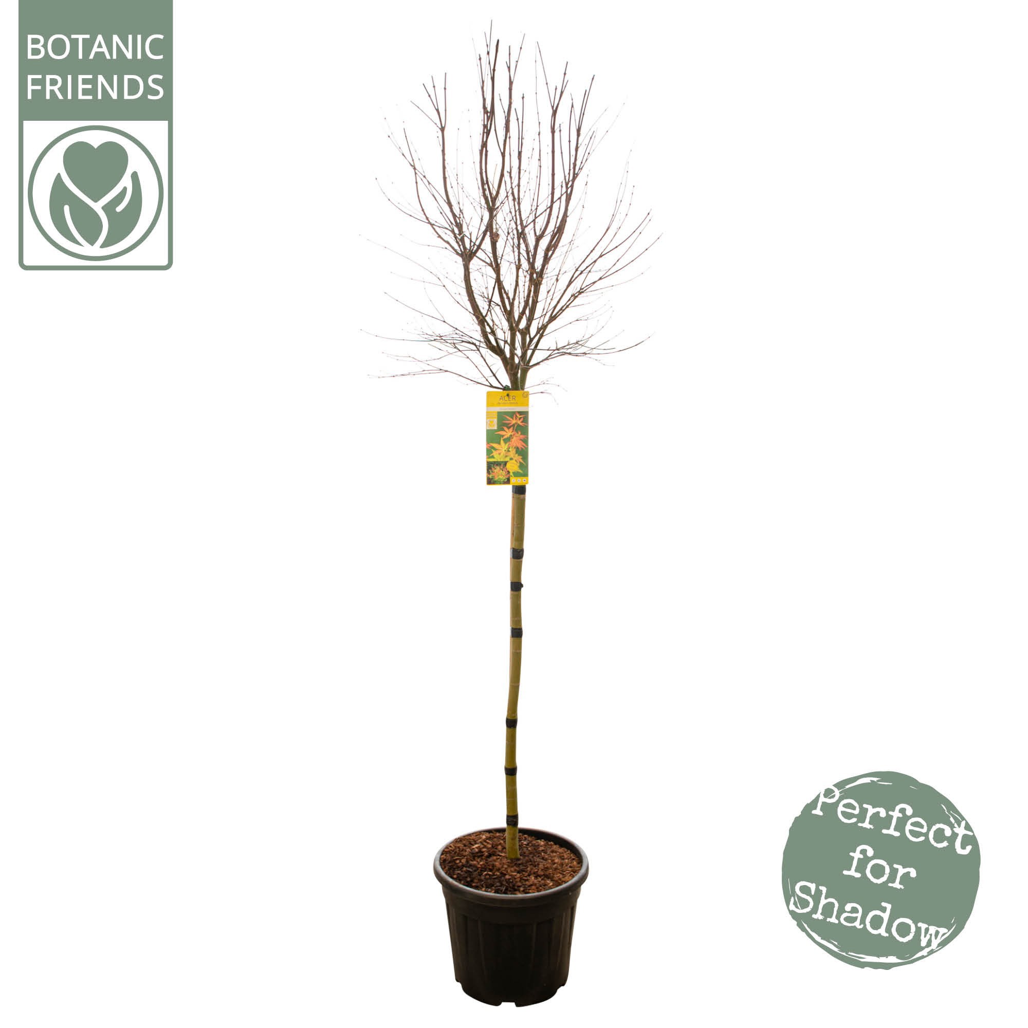 Acer palm. 'Orange Dream' C35 Hoogstam, D 35