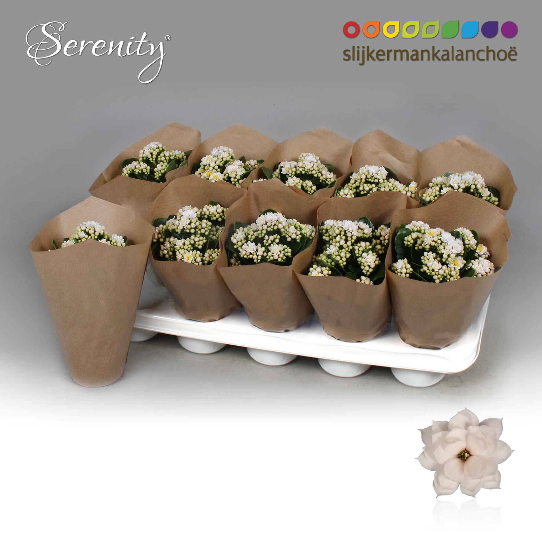 Kalanchoe Papersleeve - Serenity Silk, D 10,5 cm