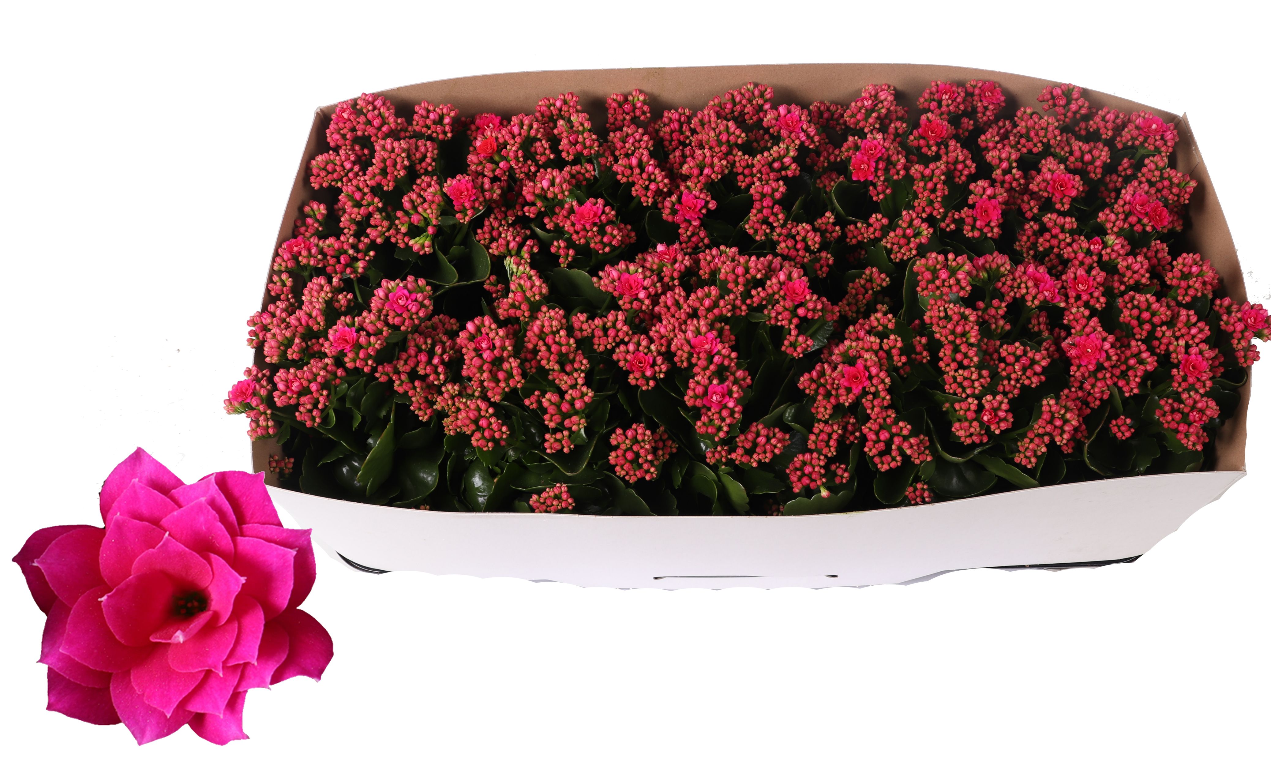 Kalanchoe Rosalina 12cm Don Victorio paars, Traykraag, D 12 cm Kalanchoe Rosalina 12cm Don Victorio paars, Traykraag, D 12 cm