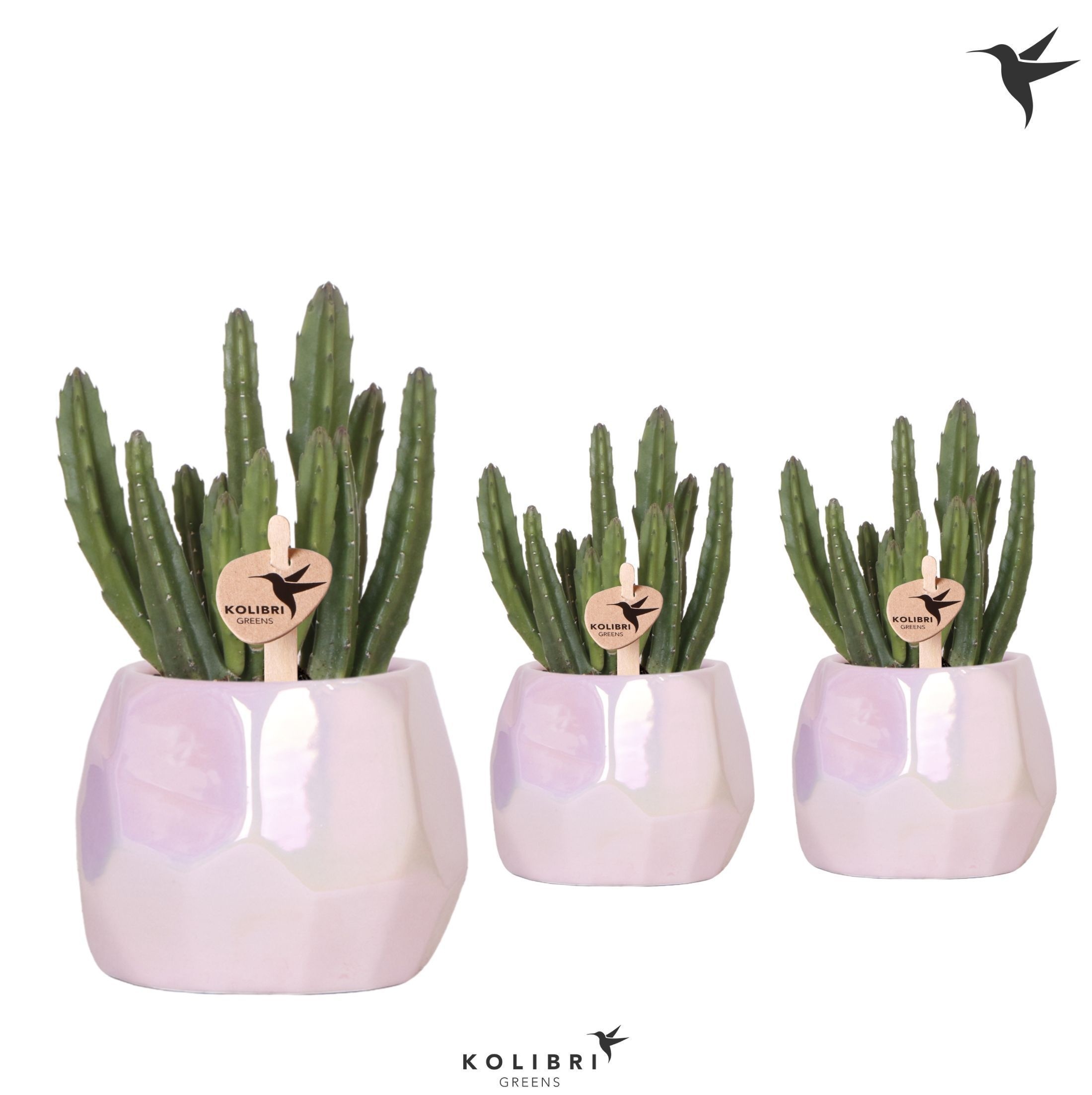Kolibri Greens Stapelia Leendertziae in Pearl pot pink, D 9 cm
